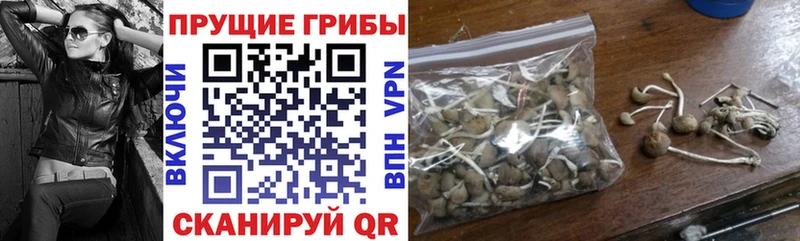 где можно купить   Звенигово  Псилоцибиновые грибы Cubensis 